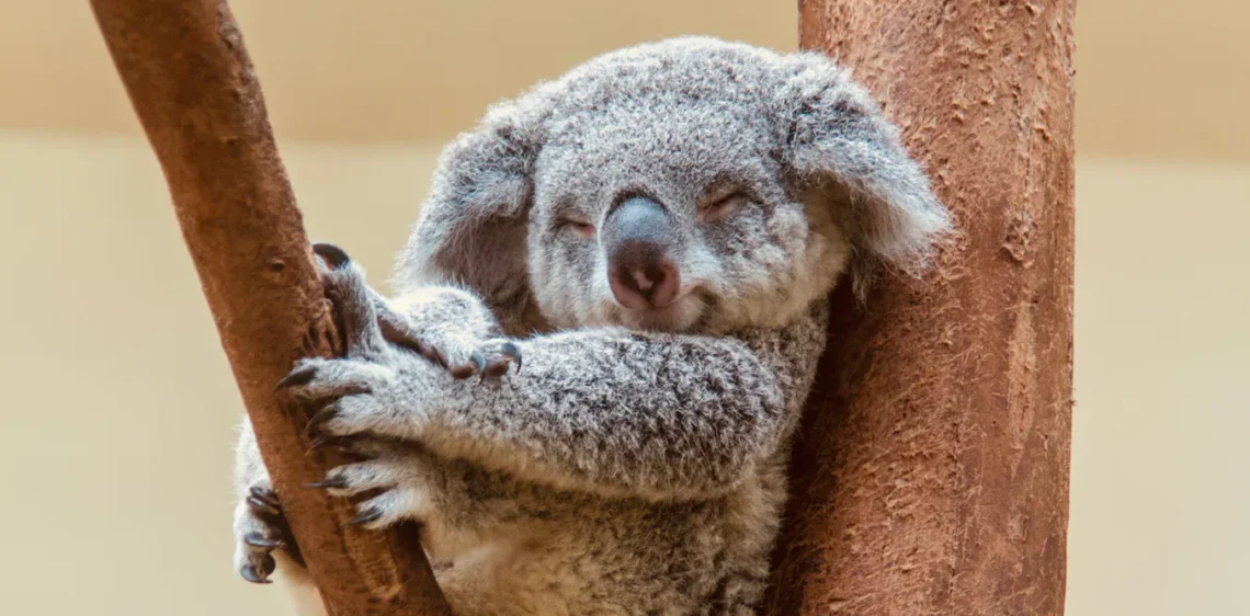 Koalat dhe gjithçka që duhet të dini për ato