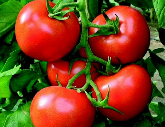 Studim/ Hani domate për të luftuar kancerin e mëlçisë dhe inflamacionin