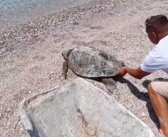 Rrjetat e peshkatarëve në Himarë zënë breshkën e veçantë Kareta, lëshohet sërish në ujë. Spektakël delfinësh pranë Sazanit