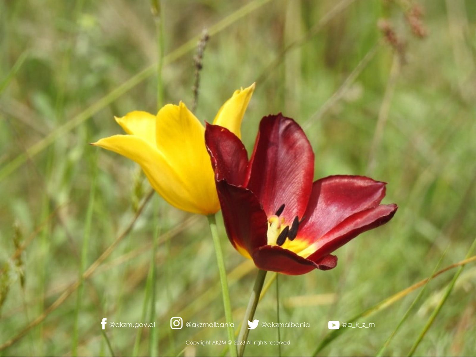 “Tulipa Albanica”, bimë 100% endemike shqiptare