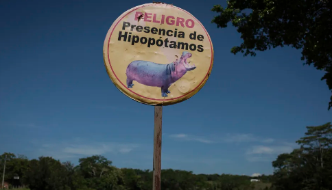 Hipopotamët e Escobarit po kthehen në problem në Kolumbi