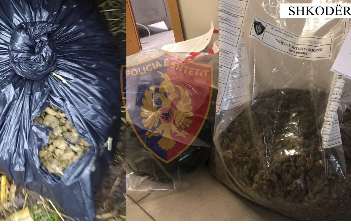 Dy operacione anti-drogë në Shkodër/ Sekuestrohen 5.6 kg kanabis, 7 të arrestuar