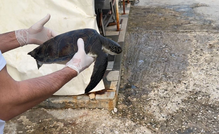 Kapet breshka “fluturuese”, peshkatarët në Vlorë do ta kthejnë sërish në det