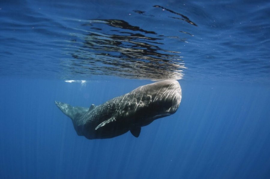 Shkencëtarët deshifrojnë 'alfabetin fonetik' të balenave