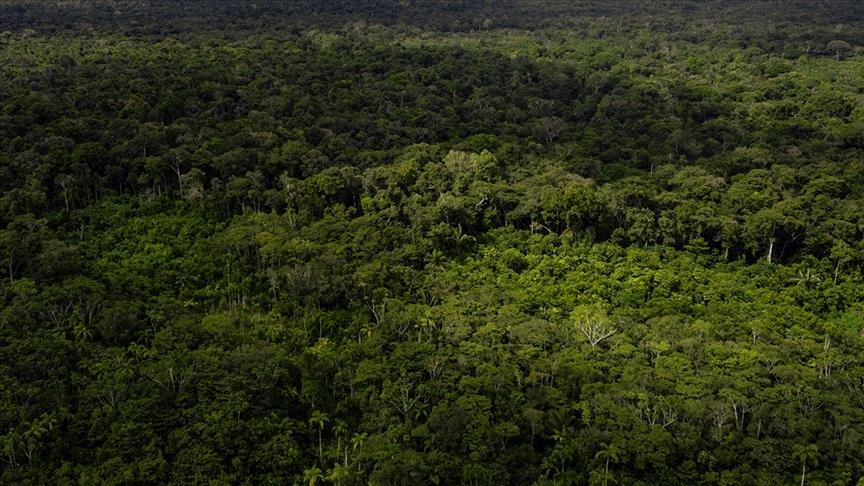 Shpyllëzimi i Amazonës në Brazil bie me 31 për qind