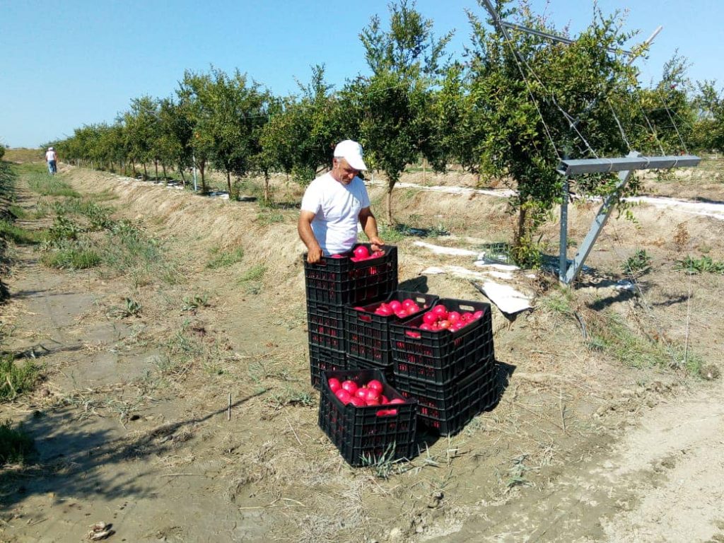 Denaj: Kultivimi në tokë të kripur ka rritur prodhimin e shegës