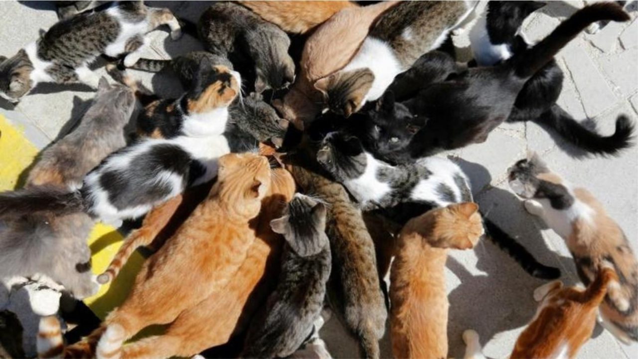 Shpëtohen 1000 mace në Kinë, do të dërgoheshin në thertore
