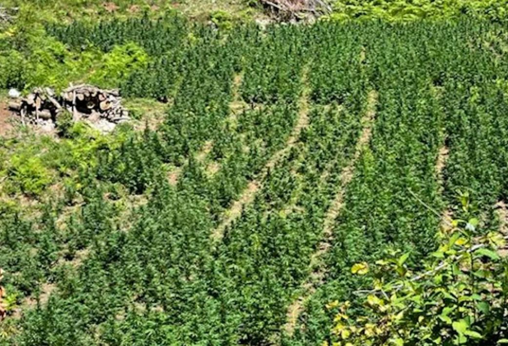 Sekuestrohen 10 mijë bimë kanabisi në Shkodër, shoqërohen 3 persona