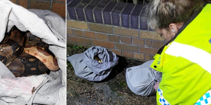 Po mblidhte mbeturinat, 54-vjeçarja gjen 4 pitonë në dy këllëfë jastëku në Angli