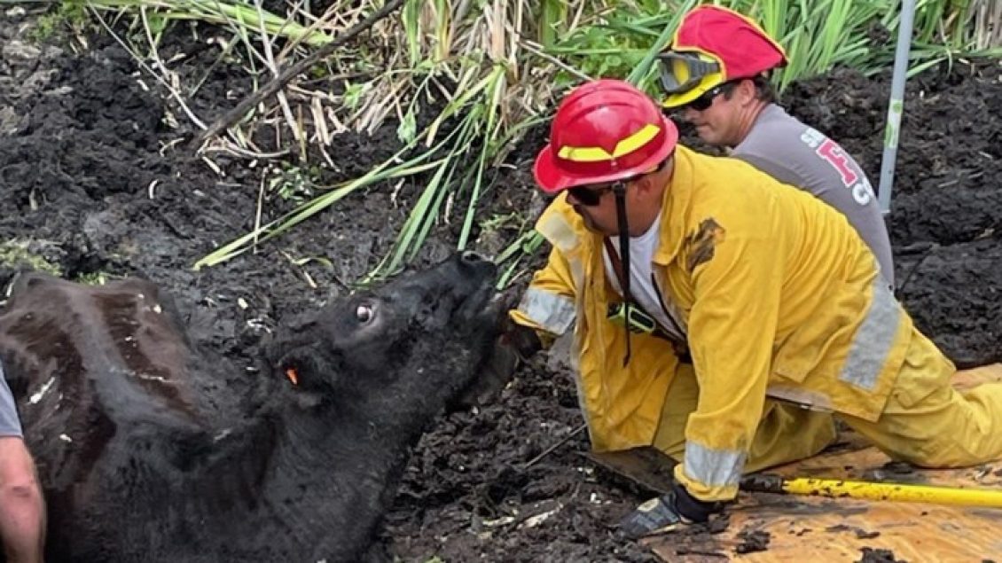 Zjarrfikësit amerikanë shpëtuan lopën që ishte bllokuar për 24 orë në baltë