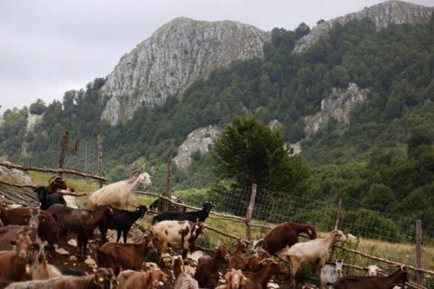U hodh si ide dhe në Shqipëri, hapet në Itali shkolla për barinj: Ja si u vjen në ndihmë të rinjve në blegtori