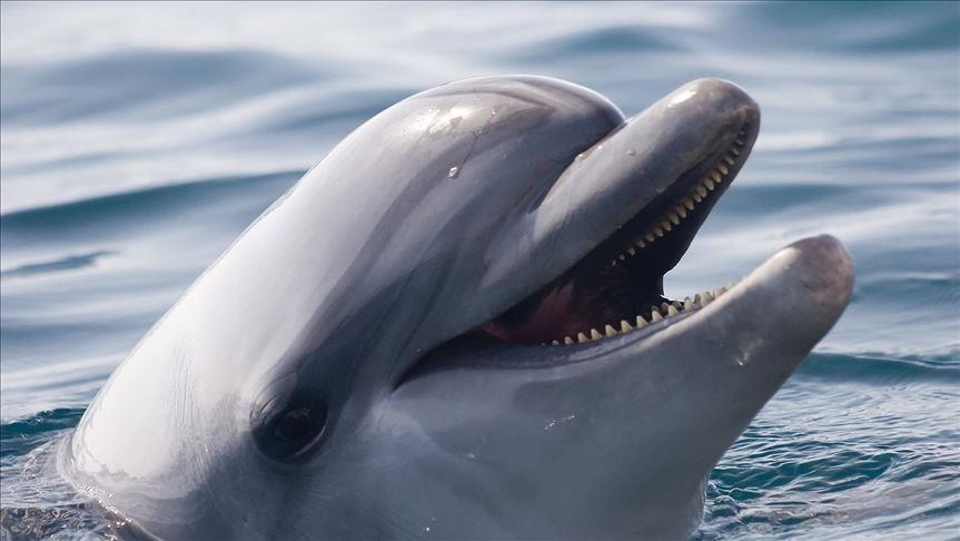 Dhjetëra delfinë dolën në bregun e Japonisë, 7 mbetën të ngordhur