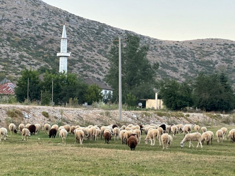 Në Fushë Studën të Steblevës i rikthehen traditës, krijojnë tufën e madhe me dele dhe i ruajnë me radhë