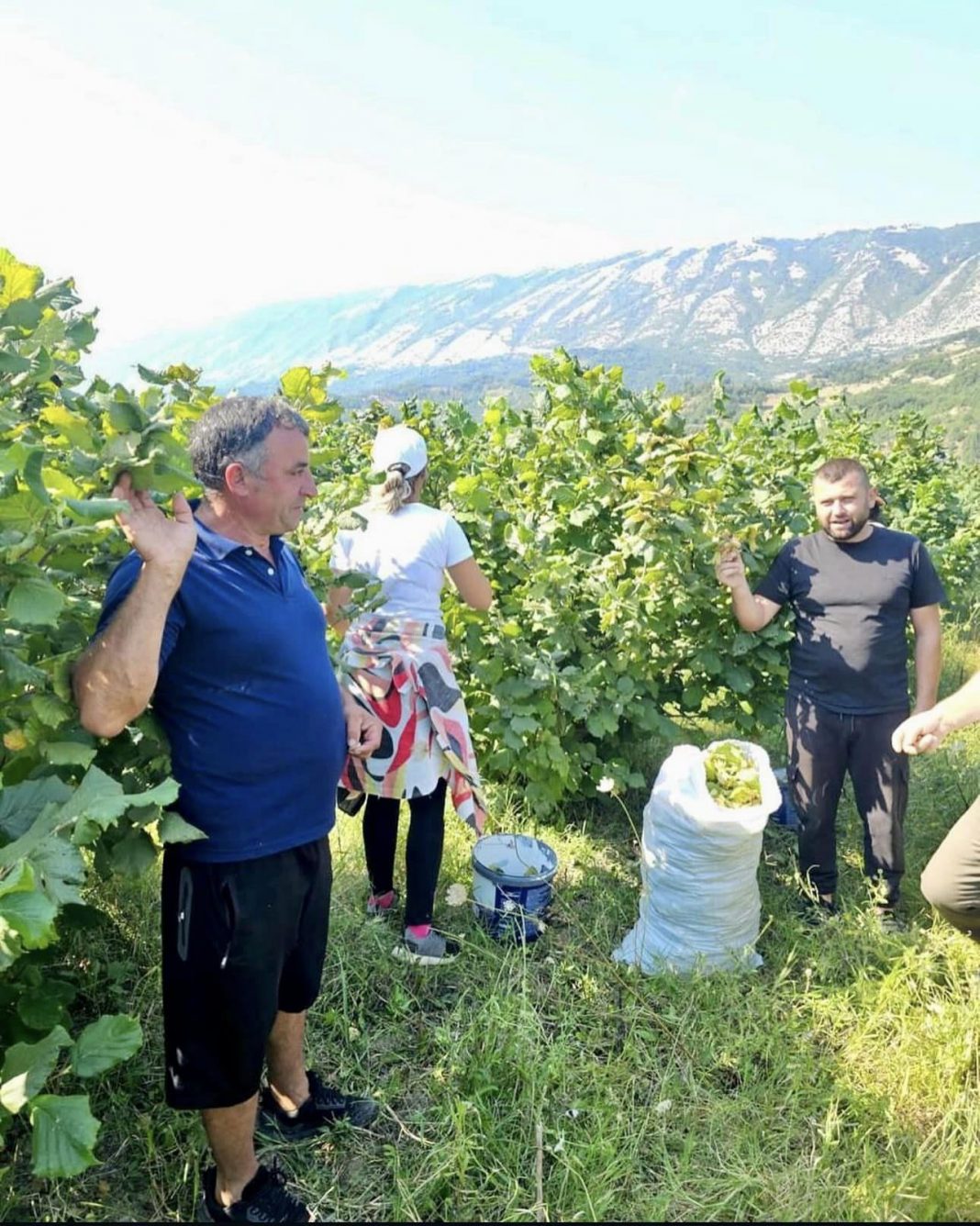 Denaj: Kultivimi i lajthive garanton të ardhura të qëndrueshme për familjet rurale