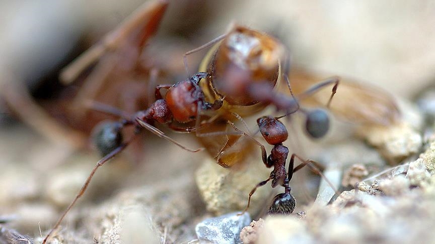 Australia ndan 1 miliard dollarë për të luftuar milingonat e kuqe të zjarrit