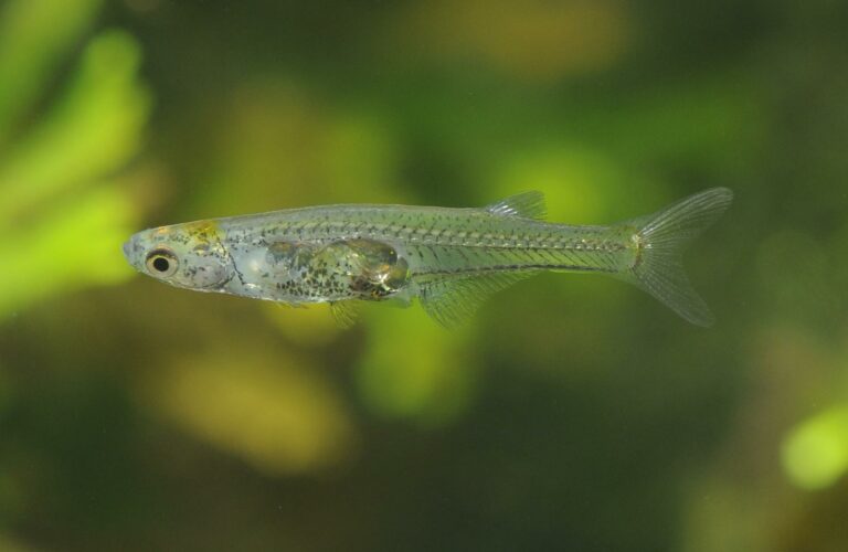 Shkencëtarët vënë re diçka të çuditshme tek ky lloj peshku transparent