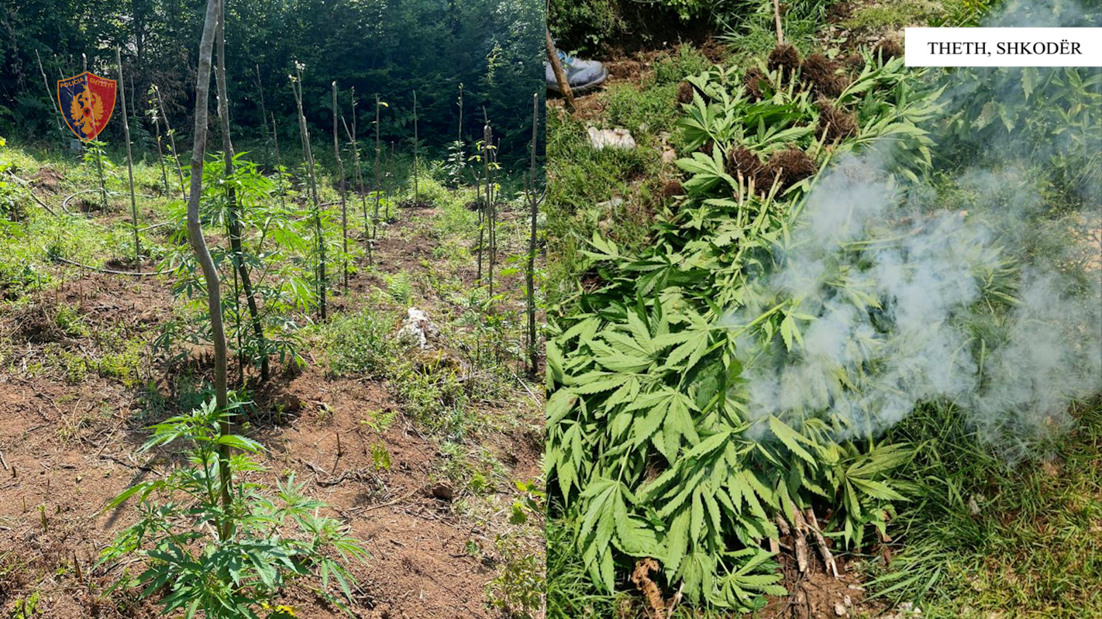 Në aksion për zbulimin e drogës, 100 efektivë në terren, sekuestrohen 3491 rrënjë kanabisi në Shkodër