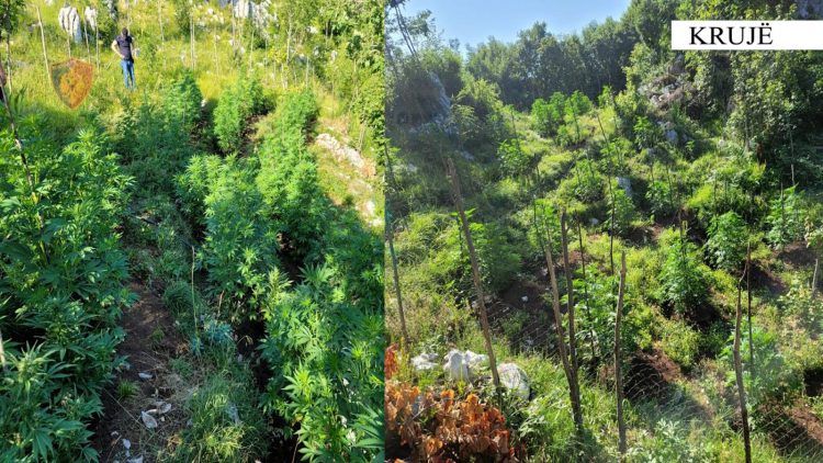 Policia asgjëson 875 bimë narkotike cannabis sativa në Krujë