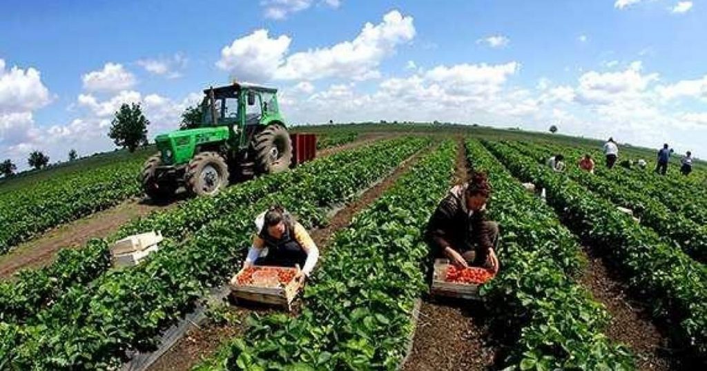 Gonxhja: Numri i të siguruarve si të vetëpunësuar në bujqësi u rrit me 15.2%