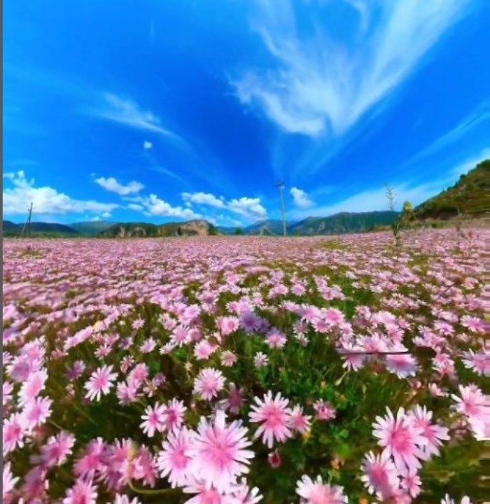 Kumbaro: Qilimi rozë që kanë shtruar lulet në Lekdush, një perlë mes maleve të Tepelenës