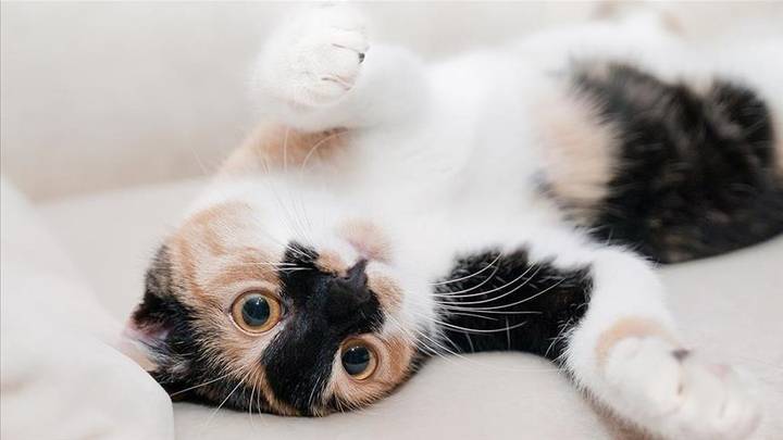 Angli, hyn në fuqi ligji për mikroçipim të detyrueshëm të maceve
