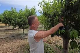  Dështon prodhimi i nektarinës në Fier, fermerët: Frutin nuk e hanë as bagëtitë