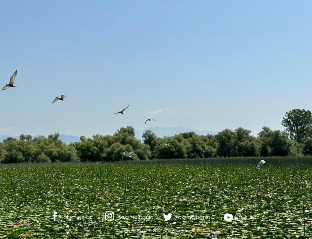 Rama: Censusi i dallëndyshes së detit faqebardhë, për të pestin vit në liqenin e Shkodrës