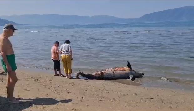 Vlorë, gjendet delfini i ngordhur në afërsi të plazhit të Vjetër