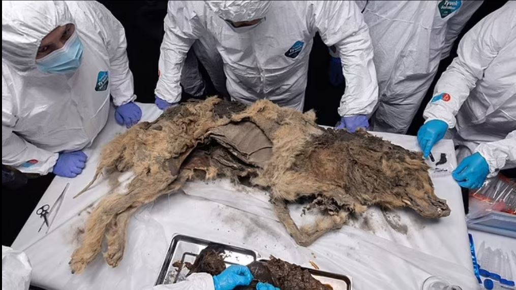 E pabesueshme, gjendet pas 44 mijë vitesh trupi i paprekur i ujkut siberian