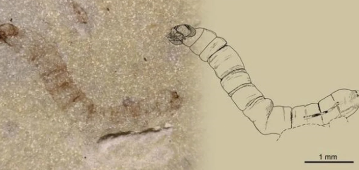Shkencëtarët zbulojnë mushkonjën më të vjetër fosile në botë