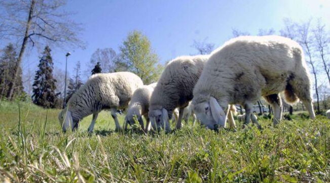 Banorët e një fshati në Francë regjistrojnë katër dele në shkollë pas vendimit të qeverisë për të…