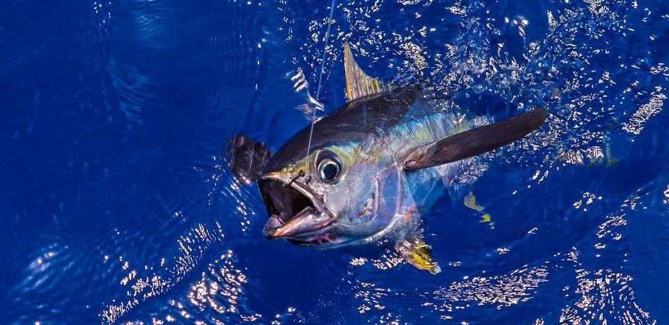 Dita Ndërkombëtare e Peshkut Ton