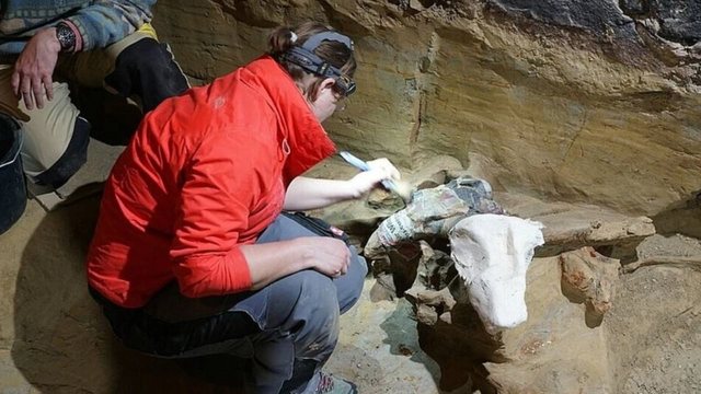 Të paktën 300 kocka vigan janë gjetur në një bodrum në Austri