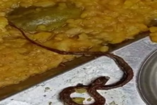 Gjetën një gjarpër të ngordhur në ushqim, 100 fëmijë përfundojnë me urgjencë në spital