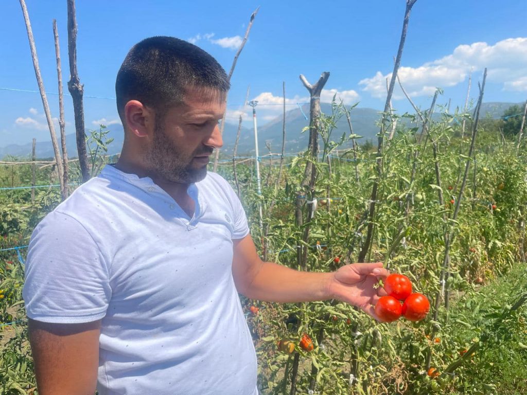 Denaj: Ferma në Petrelë, provë me 3 kultivarë të rinj të domates