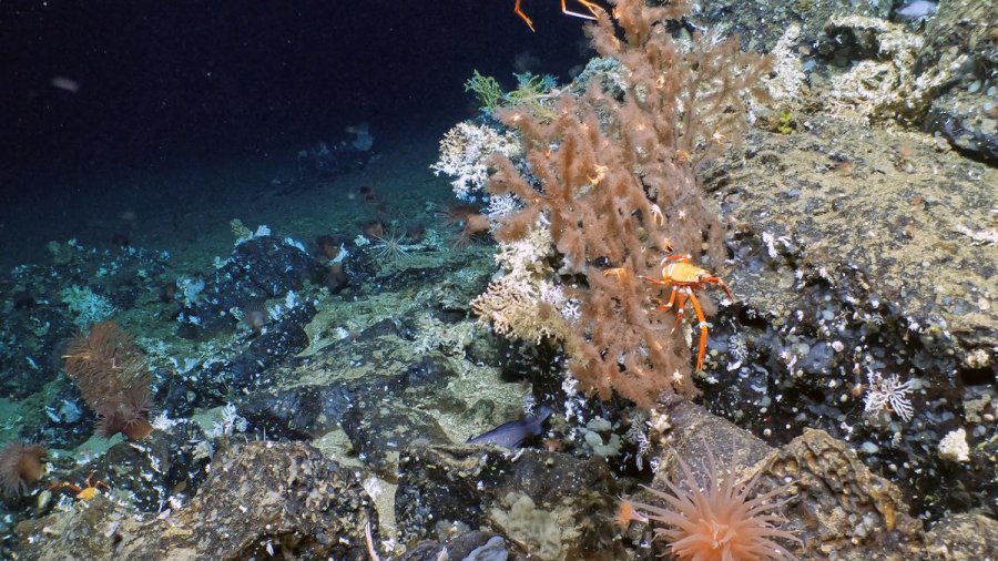 Zbulohet një shkëmb i ri koralor në ishujt Galapagos të Ekuadorit