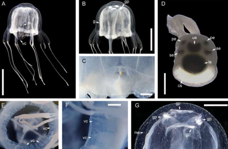 Me 24 sy dhe 3 tentakula, zbulohet specia e çuditshme në Hong Kong