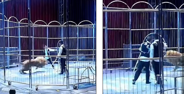 Dy luanë arratisen nga kafazi gjatë performancës në cirk