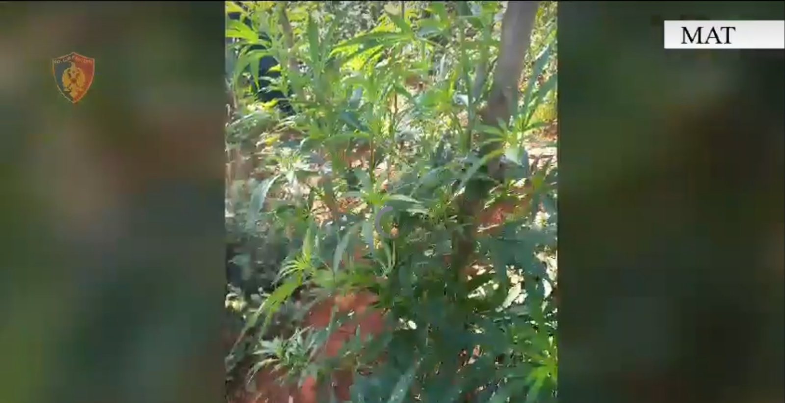 Mat, asgjësohen 260 bimë kanabis, arrestohet një shtetas
