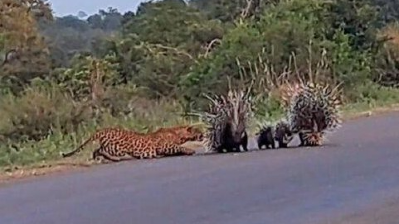 Pamjet mahnitëse kur iriqët mbrojnë të vegjlit e tyre nga leopardi