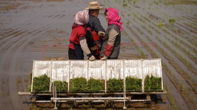 Koreja e Veriut në krizë për ushqim nga izolimi