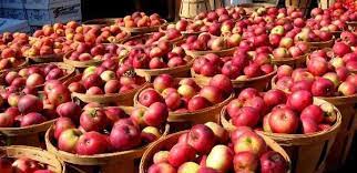 15 mijë tonë mollë korçe stok, në treg shitet ajo nga Serbia e Greqia! Shoqata e Biznesit kërkesë Qeverisë: Rrisni për 3 muaj çmimin e referencës në dogana