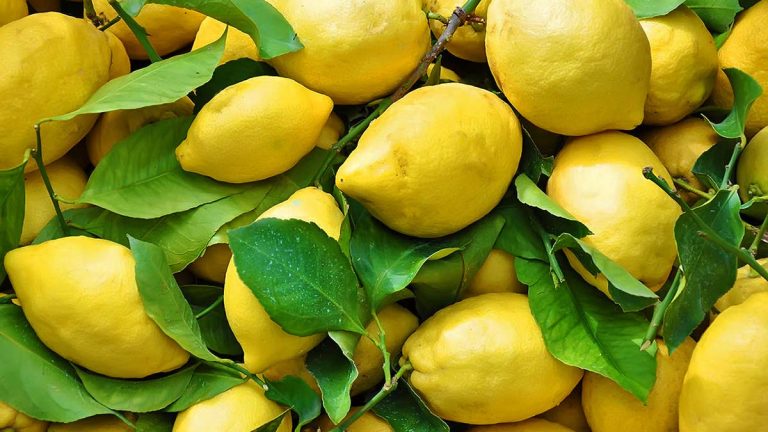 Fuqia kurative e gjetheve të limonit, ja si t’i përdorni