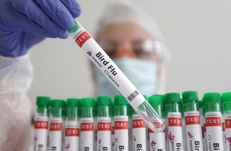 Shkencëtarët japin alarmin: Gripi i shpendëve H5N1 po përhapet në heshtje