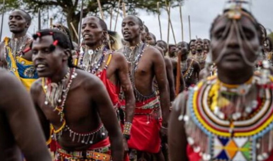 I vodhën ‘thesarin’, Universiteti i Oksfordit i jep 98 lopë fisit afrikan