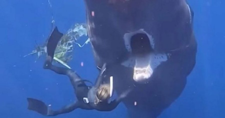  Gojën plot me mbeturina, momenti tronditës kur një balenë kërkon ndihmë nga zhytësit