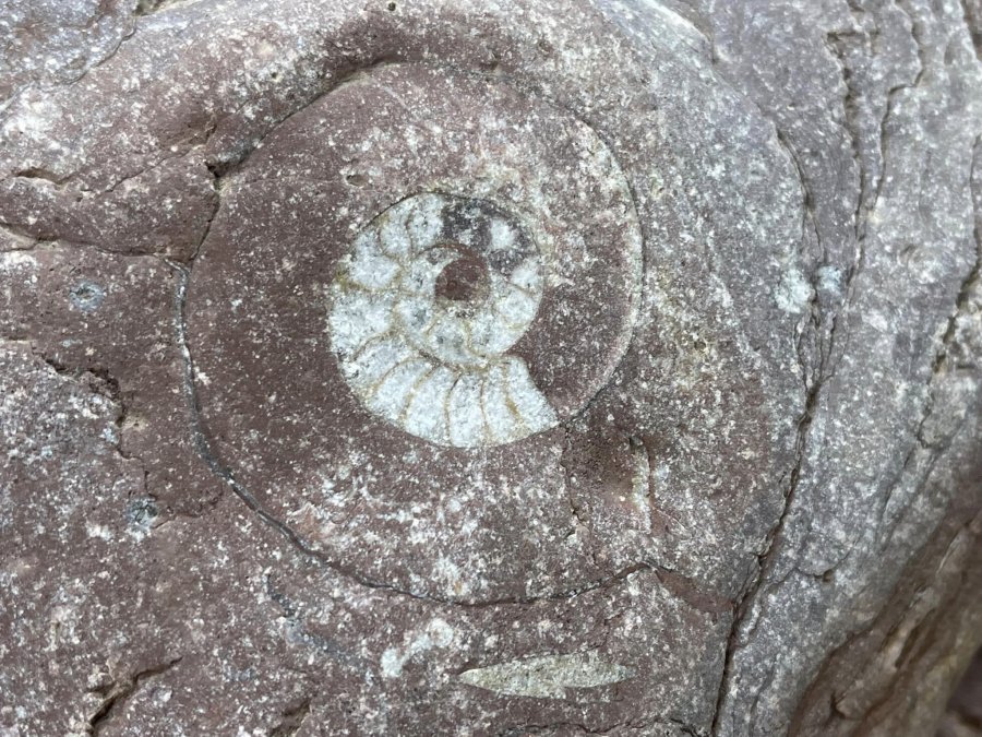 'Ammonitet - gjurmë nga e kaluara e largët në Klos'