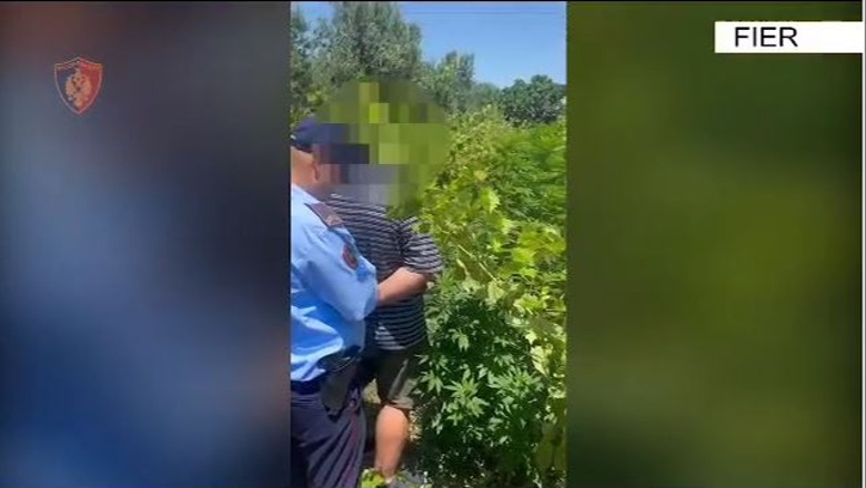 Kishte mbjellë 30 bimë narkotike, arrestohet 37 vjeçari në Fier