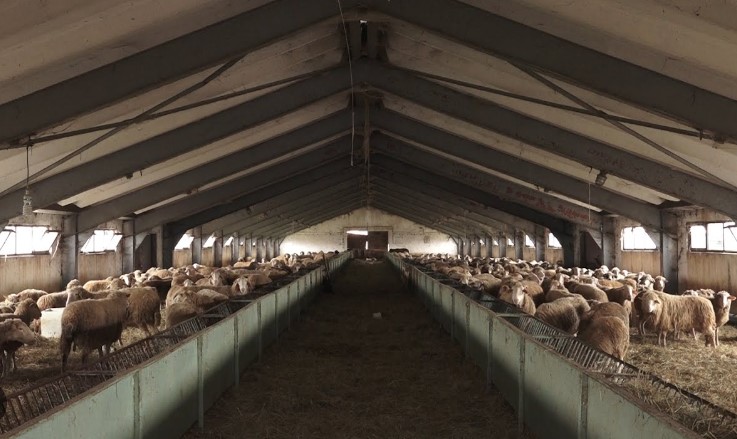 Skemat e mbështetjes në bujqësi, Krifca: Deri në 360 mijë lekë për fermat me të imta
