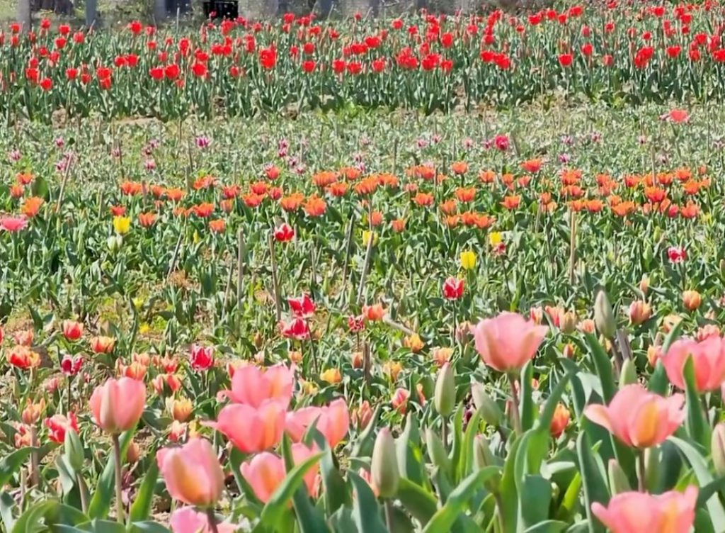 Balla: I rikthyer nga emigrimi, fermeri në Romës kultivon tulipanë